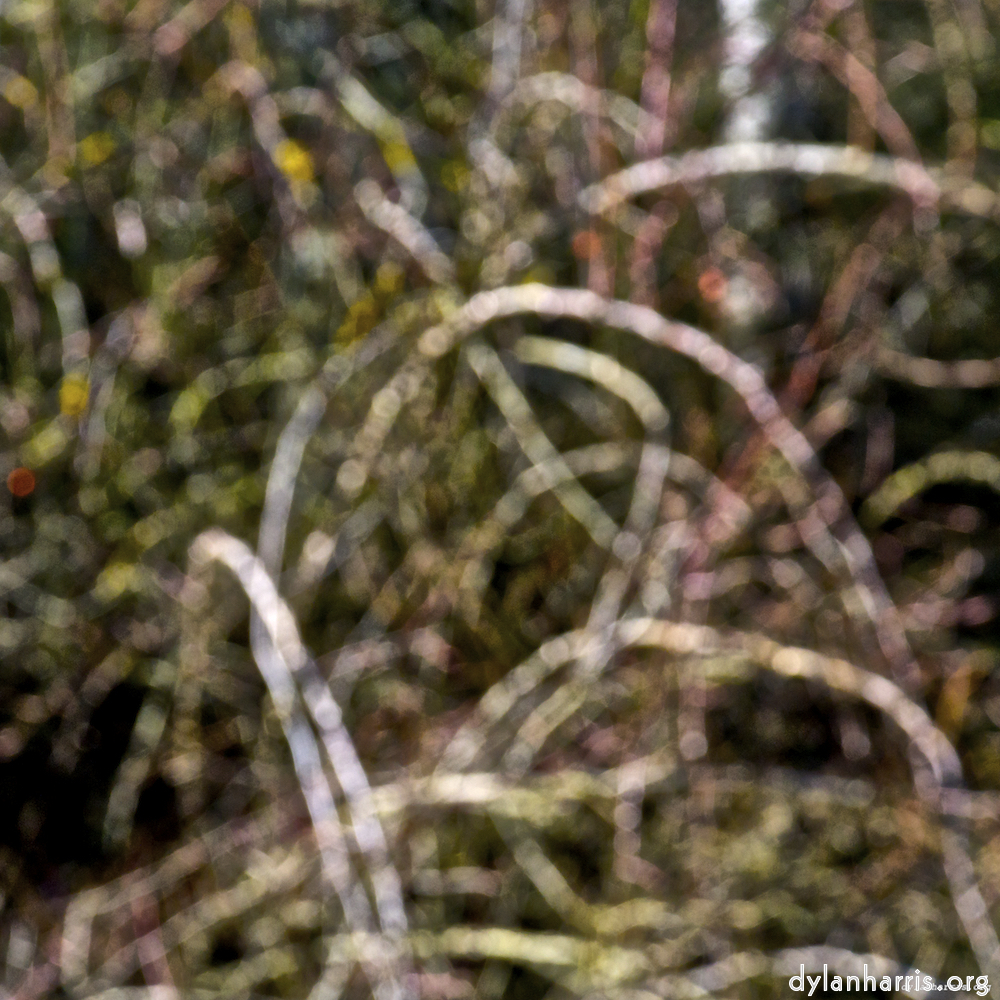 Image 'swineshead (iii) 3'.