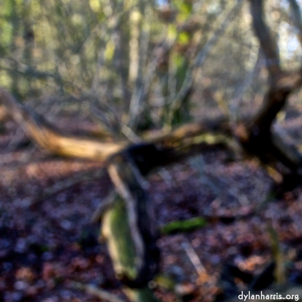 Image: Image 'swineshead (iii) 5'.