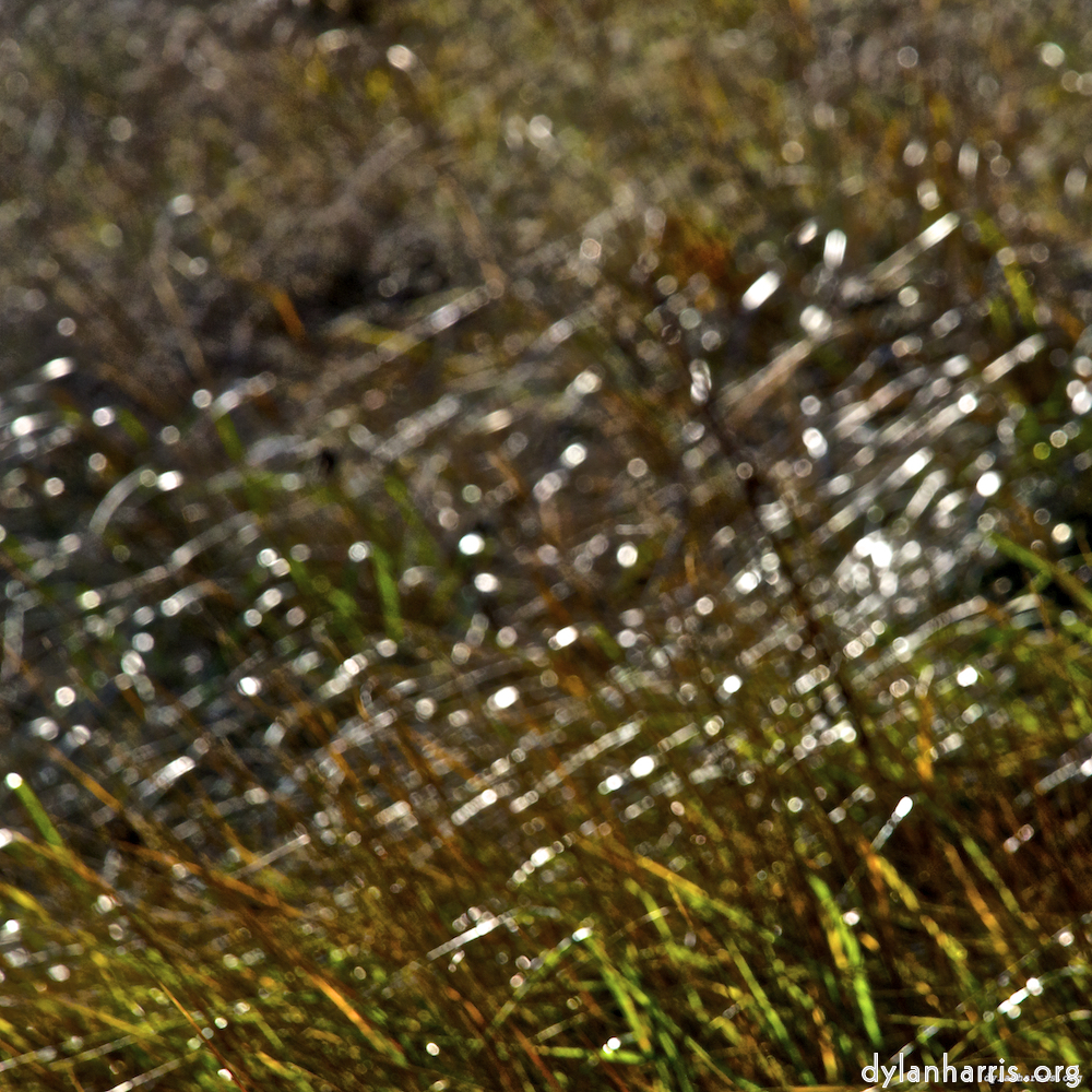 image: This is &lsquo;swineshead (iii) 6&rsquo;.