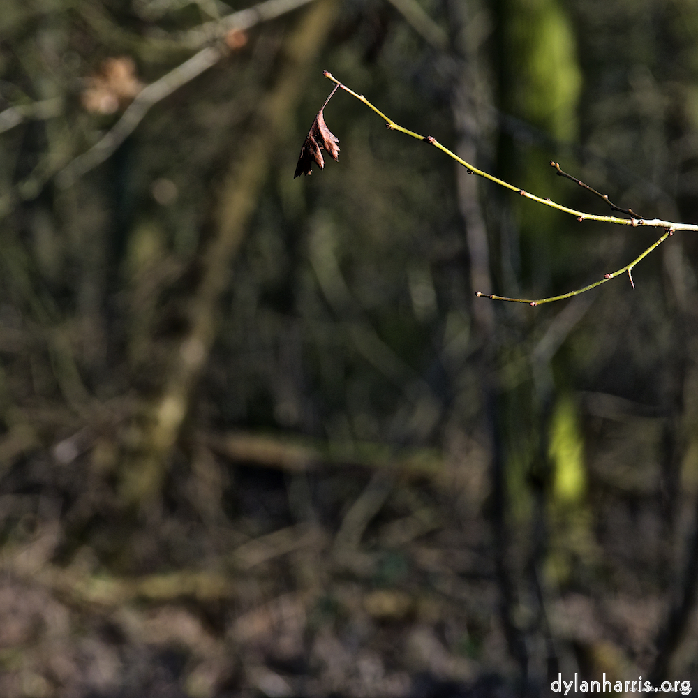 image: This is &lsquo;swineshead (iii) 7&rsquo;.