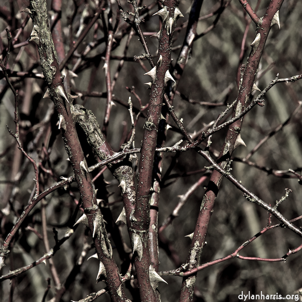 image: This is &lsquo;swineshead (iii) 9&rsquo;.