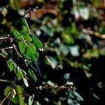 image: Image from the photoset &lsquo;swineshead (iii)&rsquo;.