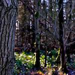 image: Image from the photoset &lsquo;swineshead (iii)&rsquo;.