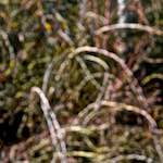 image: Image from the photoset &lsquo;swineshead (iii)&rsquo;.