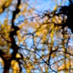 image: Image from the photoset &lsquo;swineshead (iii)&rsquo;.