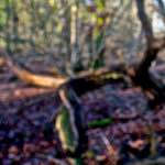 image: Image from the photoset &lsquo;swineshead (iii)&rsquo;.