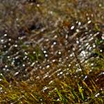 image: Image from the photoset &lsquo;swineshead (iii)&rsquo;.