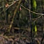 image: Image from the photoset &lsquo;swineshead (iii)&rsquo;.