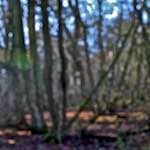 image: Image from the photoset &lsquo;swineshead (iii)&rsquo;.