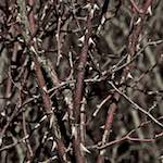 image: Image from the photoset &lsquo;swineshead (iii)&rsquo;.