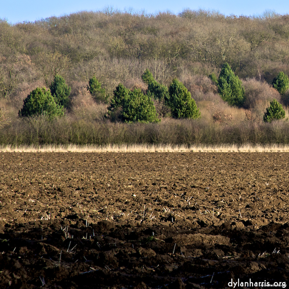 image: This is &lsquo;swineshead (iv) 1&rsquo;.