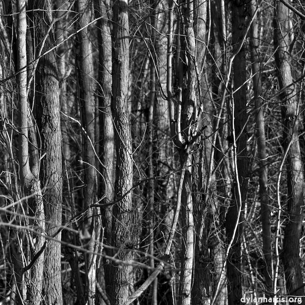 image: This is &lsquo;swineshead (iv) 2&rsquo;.