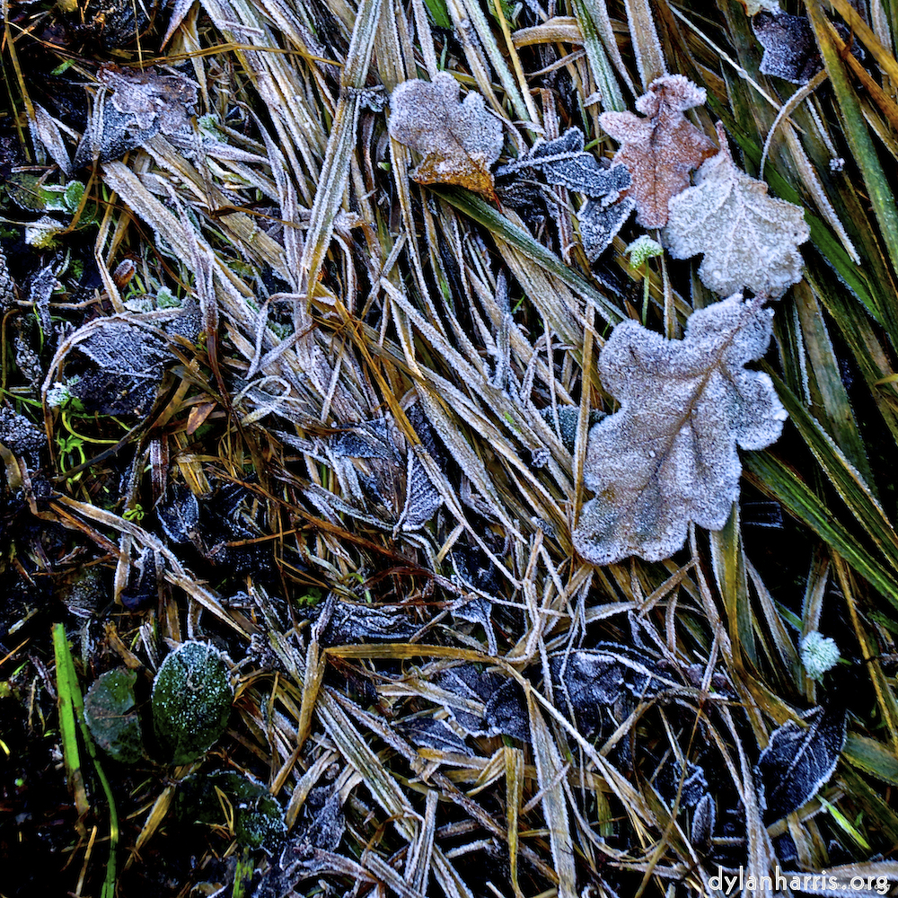 image: This is &lsquo;swineshead (iv) 3&rsquo;.