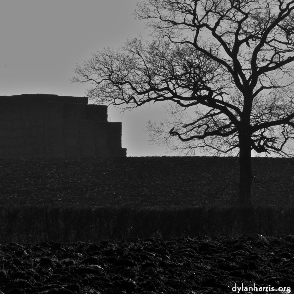 Image: Image 'swineshead (iv) 4'.