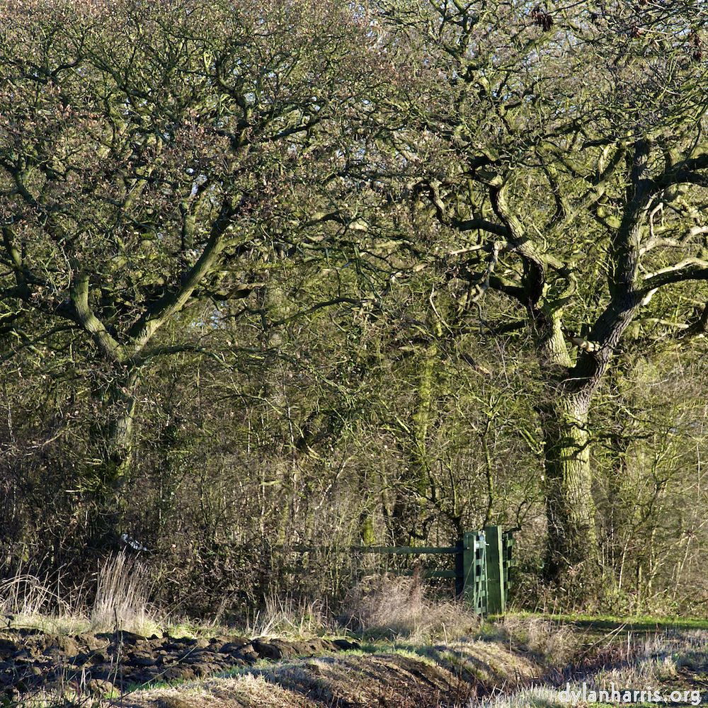 Image 'swineshead (iv) 7'.