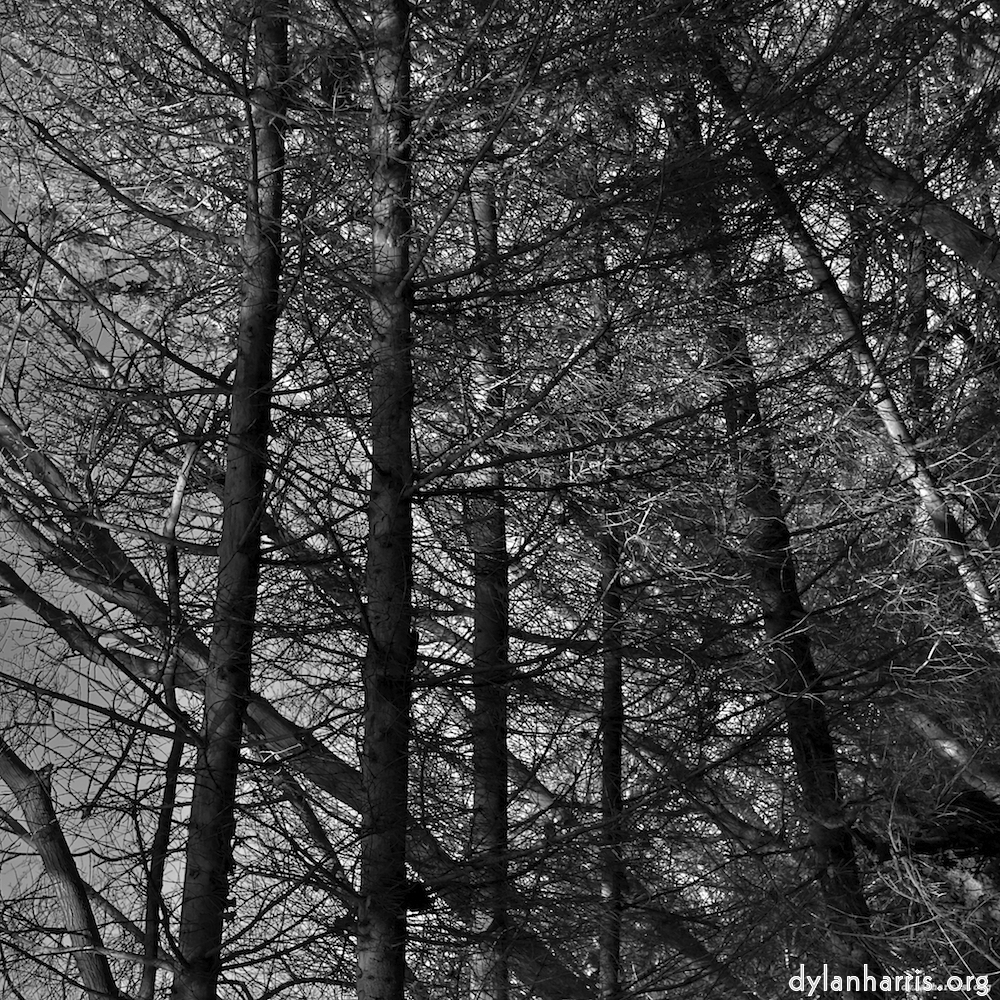 image: This is &lsquo;swineshead (iv) 8&rsquo;.