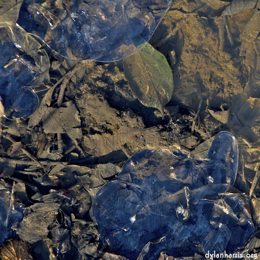 image: This is &lsquo;swineshead (iv) 9&rsquo;.