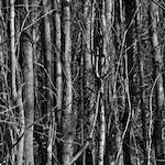 image: Image from the photoset &lsquo;swineshead (iv)&rsquo;.