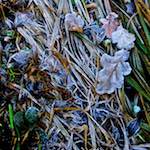 image: Image from the photoset &lsquo;swineshead (iv)&rsquo;.