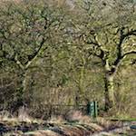 image: Image from the photoset &lsquo;swineshead (iv)&rsquo;.