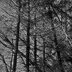 image: Image from the photoset &lsquo;swineshead (iv)&rsquo;.