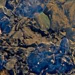 image: Image from the photoset &lsquo;swineshead (iv)&rsquo;.