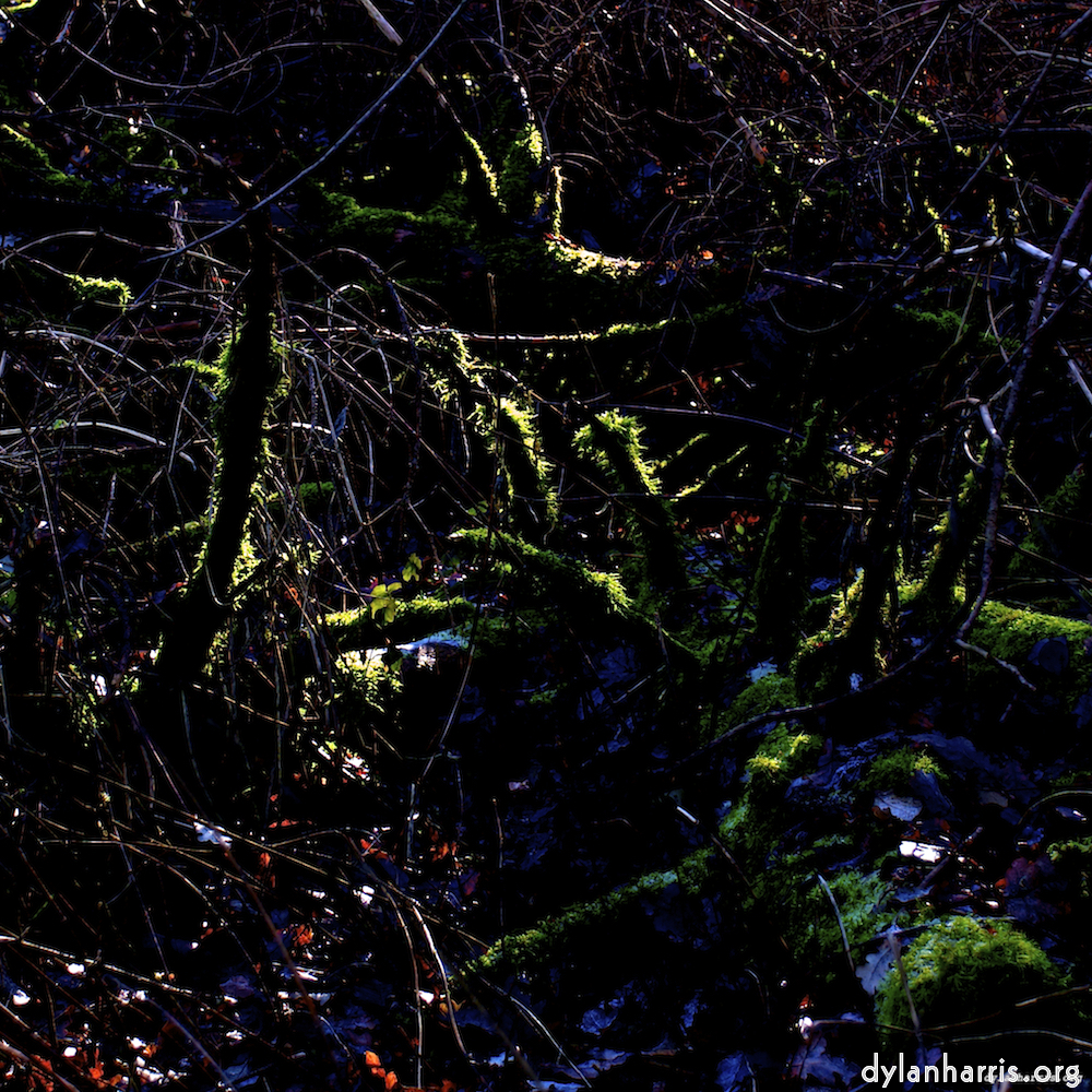 Image 'swineshead (v) 2'.