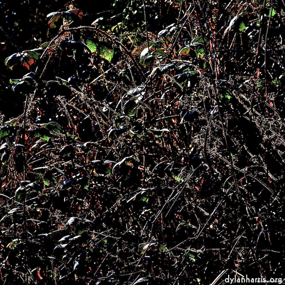 Image 'swineshead (v) 3'.