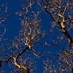 First image from the photoset 'swineshead (v)'.