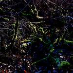 Second image from the photoset 'swineshead (v)'.