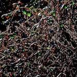 Third image from the photoset 'swineshead (v)'.