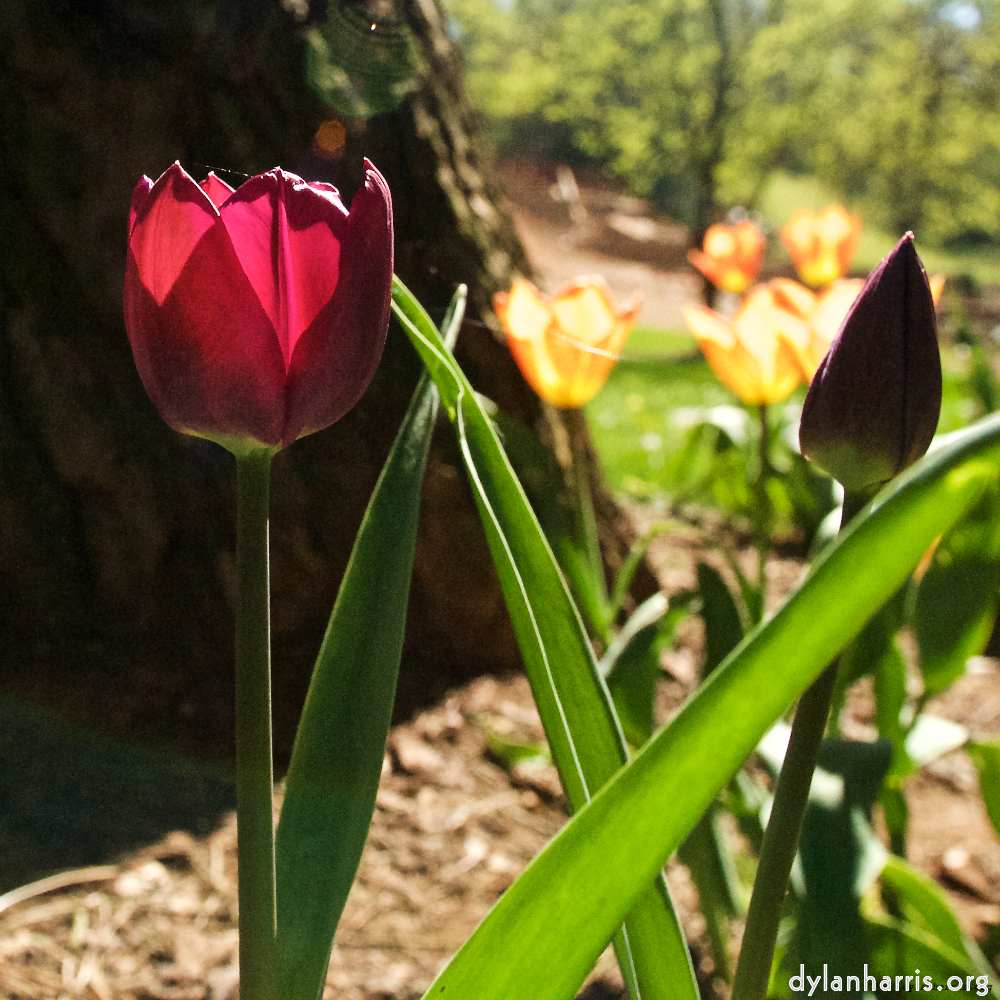 image: This is &lsquo;escher blummen (xl) 1&rsquo;.