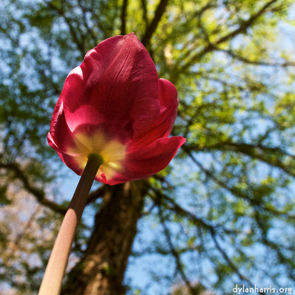 image: This is &lsquo;escher blummen (xl) 2&rsquo;.