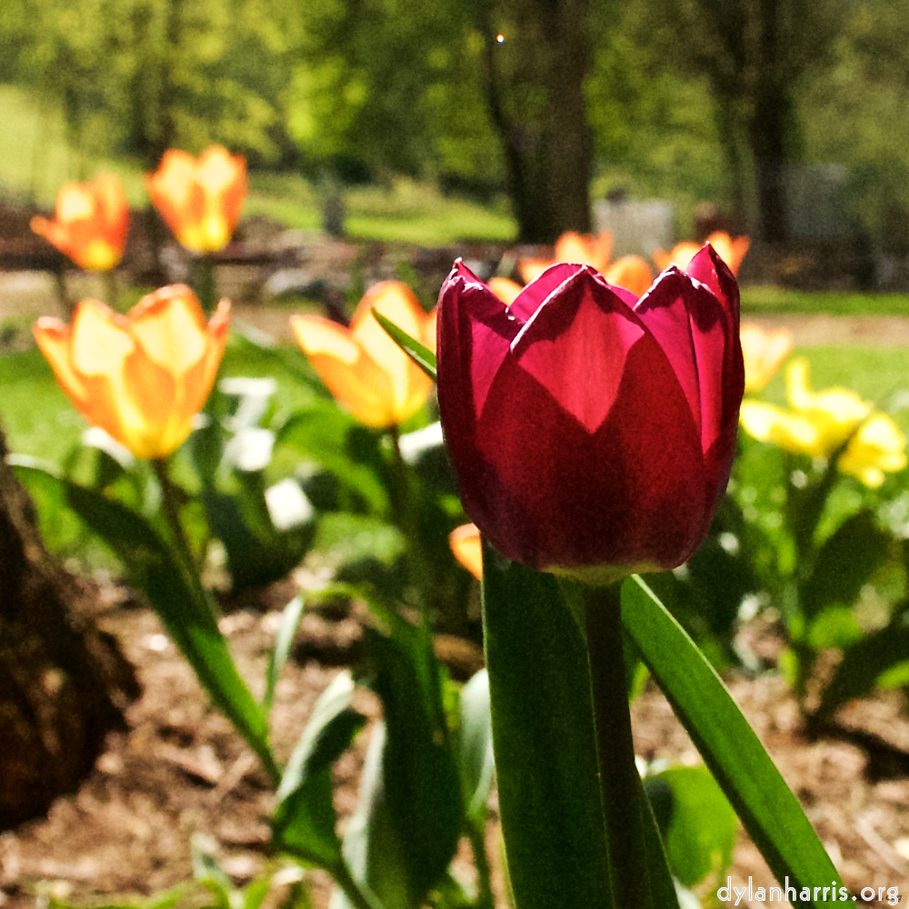 Image: Image 'escher blummen (xl) 3'.