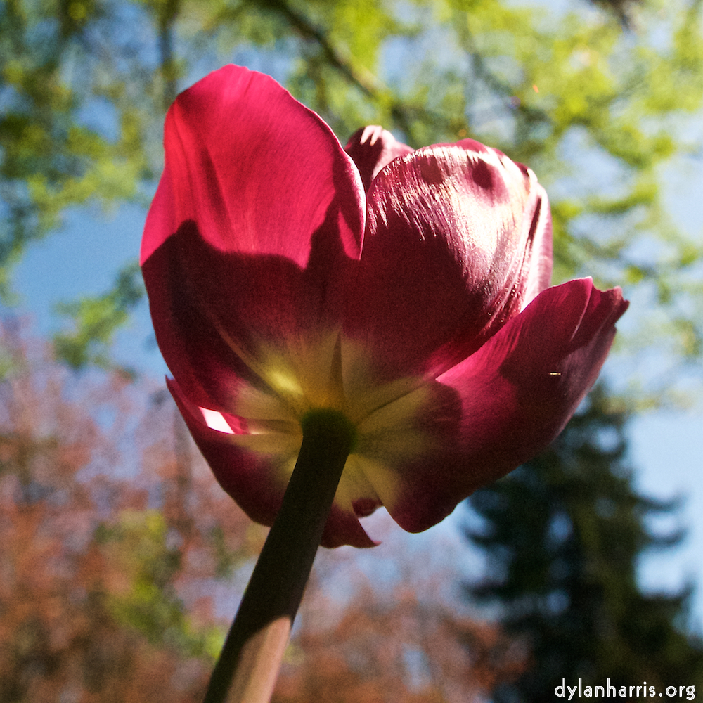 Image: Image 'escher blummen (xl) 4'.