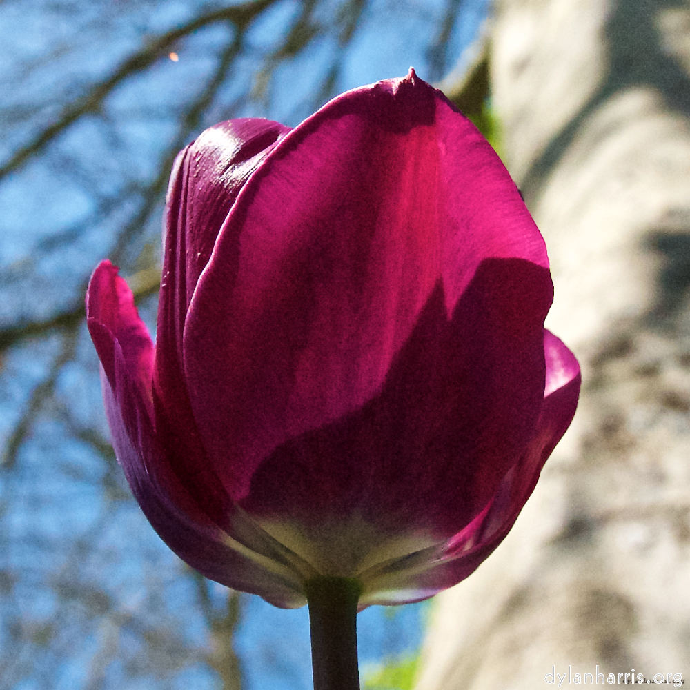 image: This is &lsquo;escher blummen (xl) 6&rsquo;.