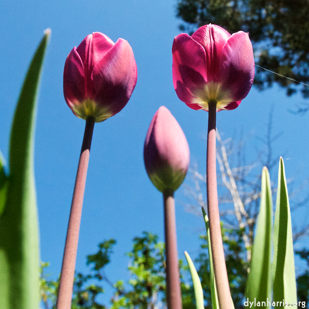 Image: Image 'escher blummen (xl) 7'.