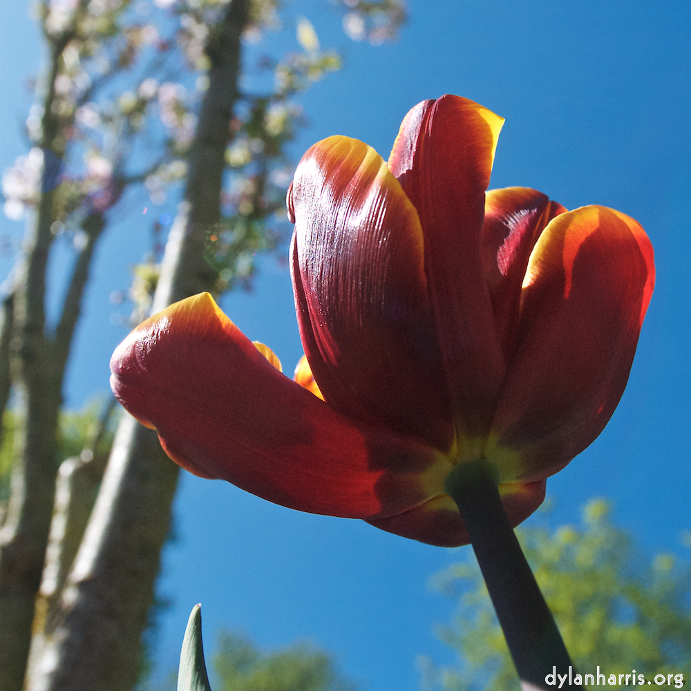 image: This is &lsquo;escher blummen (xl) 8&rsquo;.