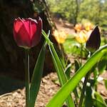 Image: First image from the photoset 'escher blummen (xl)'.