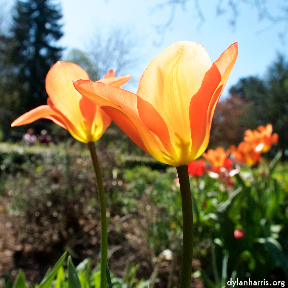 Image: Image 'escher blummen (xli) 2'.