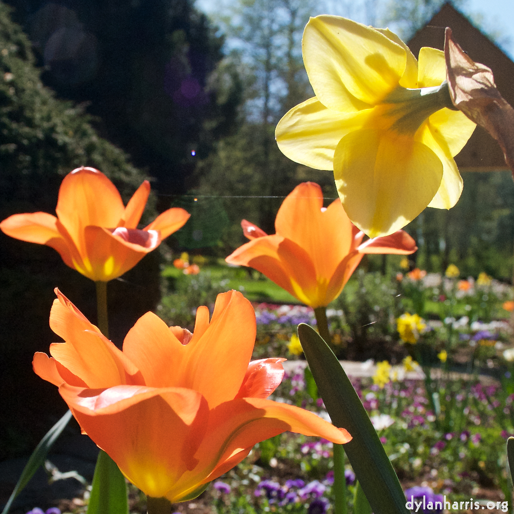 image: This is &lsquo;escher blummen (xli) 3&rsquo;.