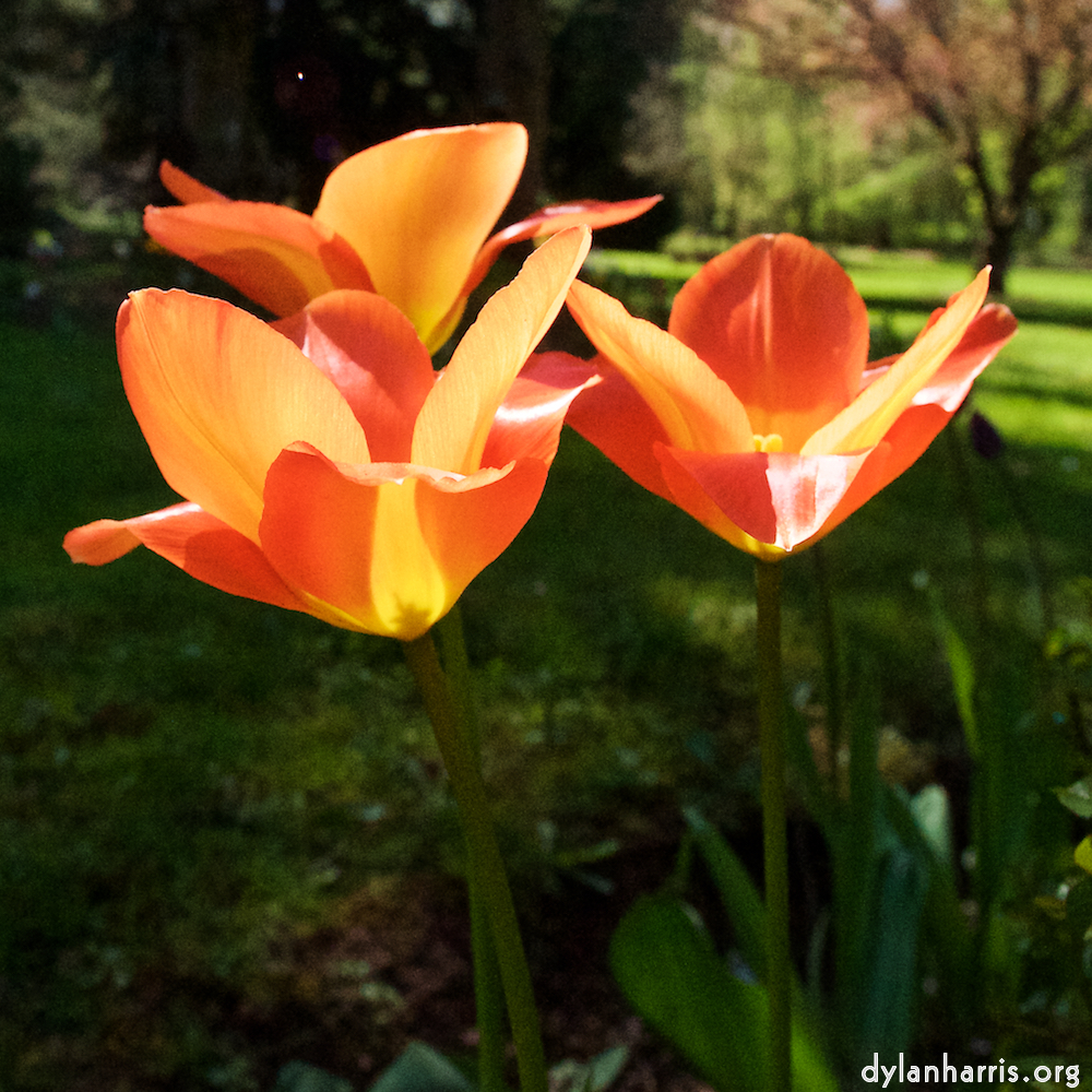 Image 'escher bloemen (xli) 5'.