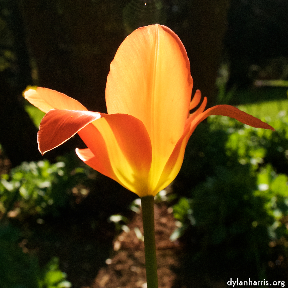 Image: Image 'escher blummen (xli) 8'.