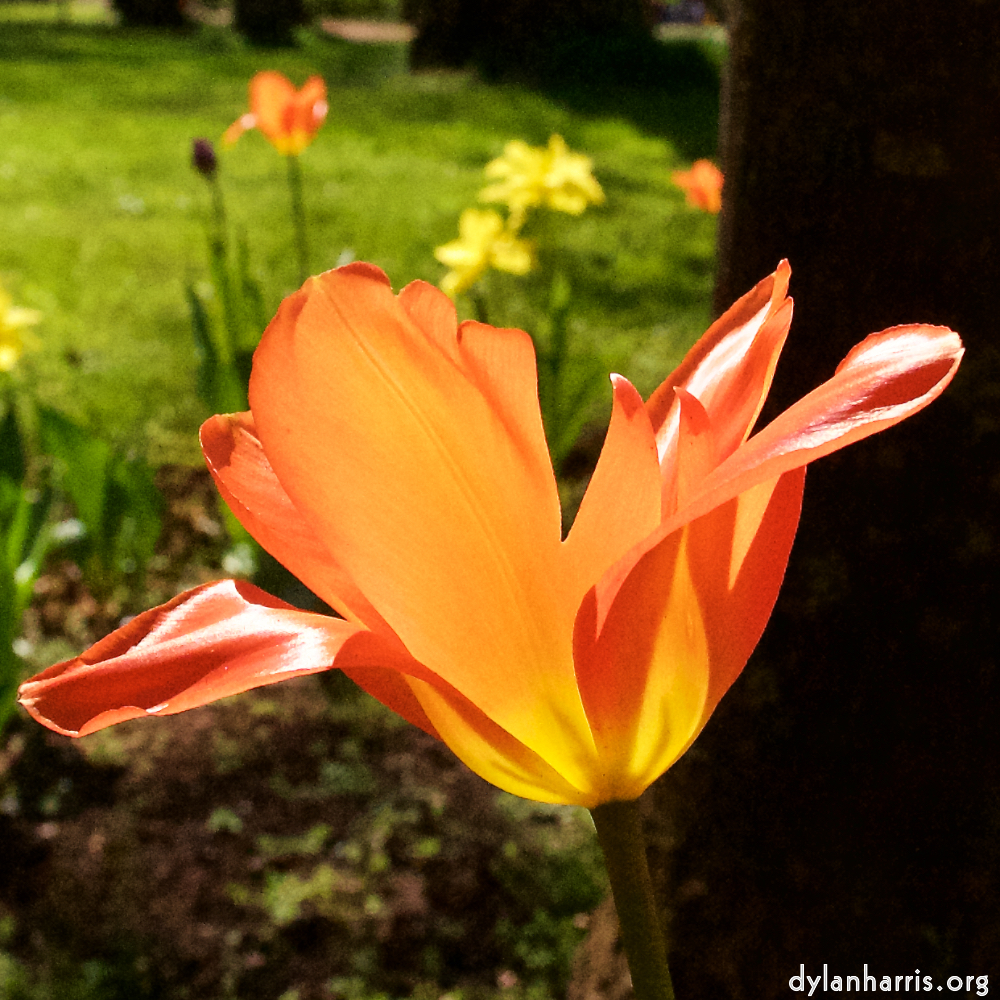 image: This is &lsquo;escher blummen (xli) 9&rsquo;.