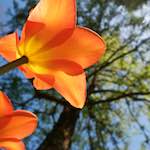 Image: First image from the photoset 'escher blummen (xli)'.