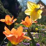 Image: Third image from the photoset 'escher blummen (xli)'.