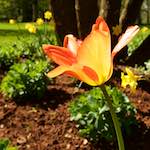 Image: Sixth image from the photoset 'escher blummen (xli)'.