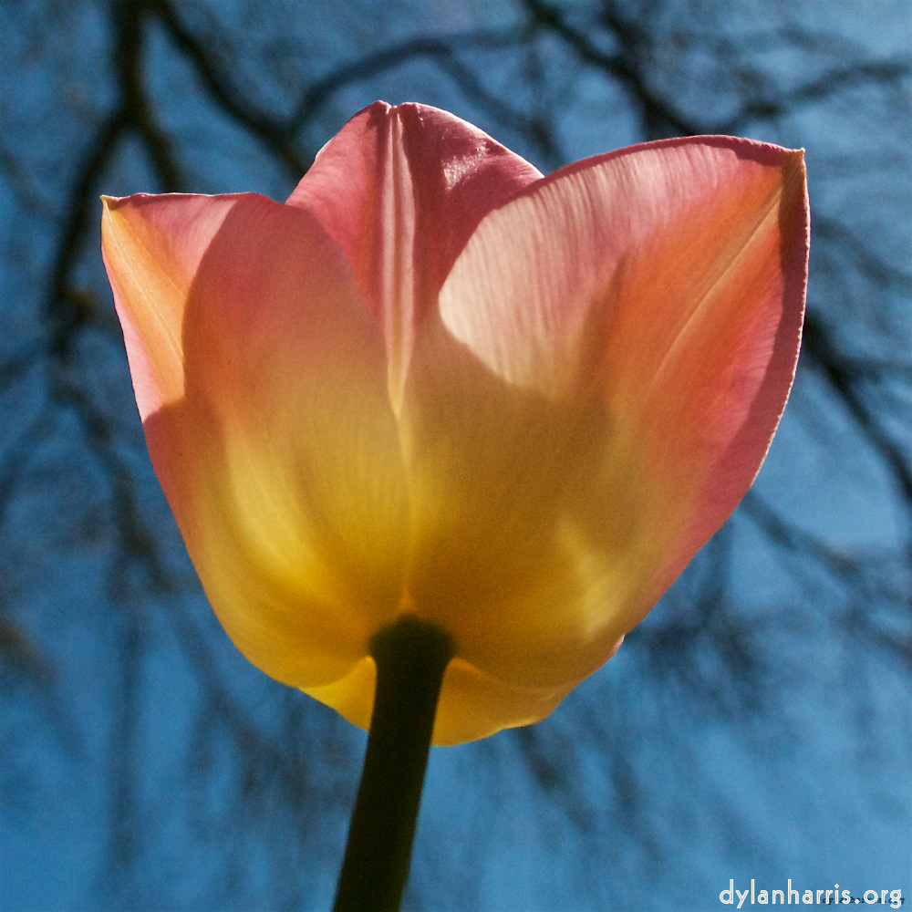 image: This is &lsquo;escher blummen (xlii) 2&rsquo;.