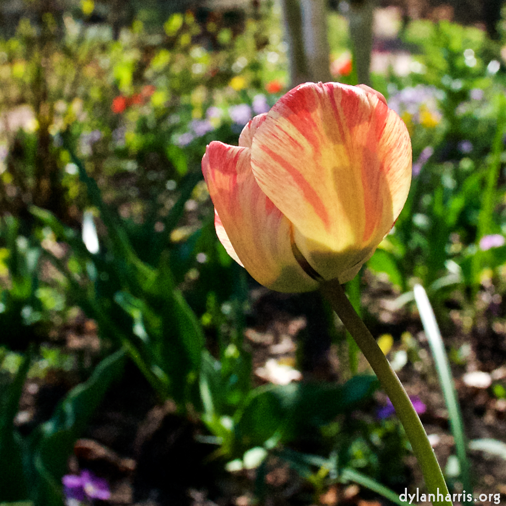 Image: Image 'escher blummen (xlii) 5'.