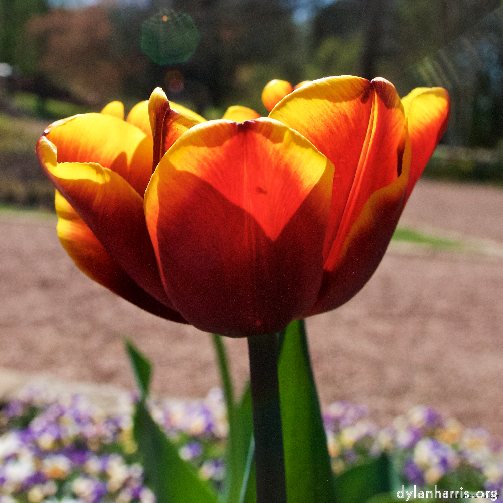 Image: Image 'escher blummen (xlii) 6'.